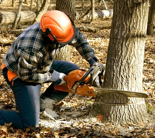 Tree Removal in Cazadero, CA